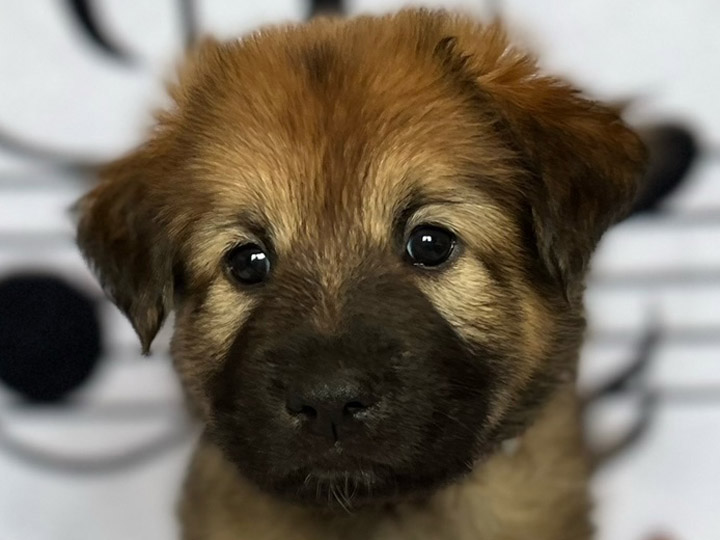 chinook puppy